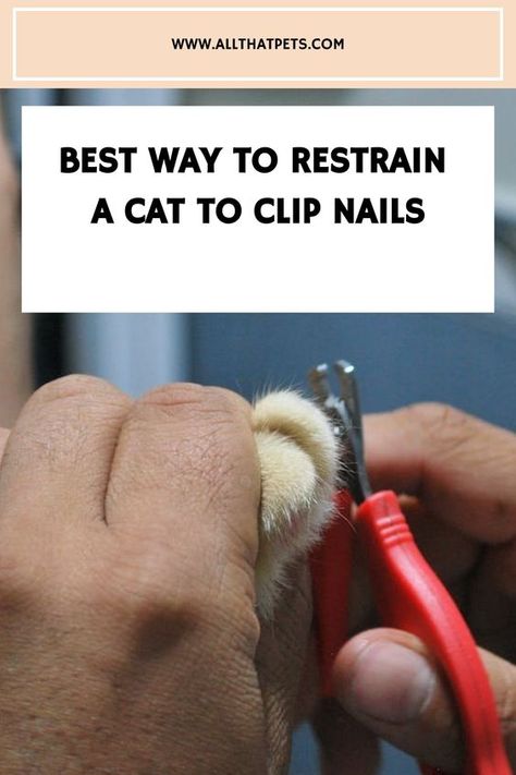 Master nail clipping! Learn safe ways to restrain your cat for stress-free grooming. Say goodbye to scratches! Get tips now. How To Cut Cat Nails, Clipping Cat Nails, Trim Cat Nails, Cut Nails, Cat Nail Clippers, Cat Nail, Cut Cat, How To Cut Nails, Cat Hacks