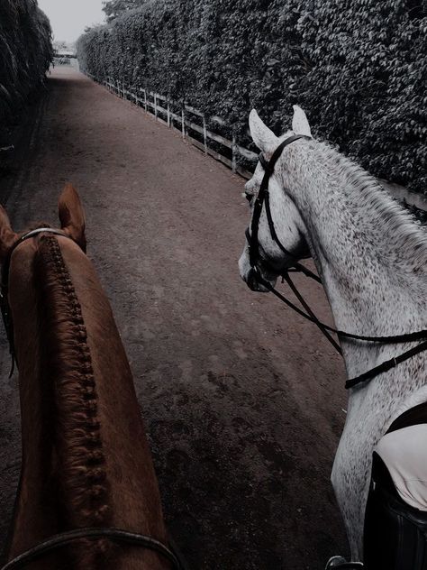 Aesthetic Horses, Equestrian Aesthetic, Horse Ears, Horse Aesthetic, Equestrian Lifestyle, Dressage Horses, Majestic Animals, Horse Jumping, Equestrian Life