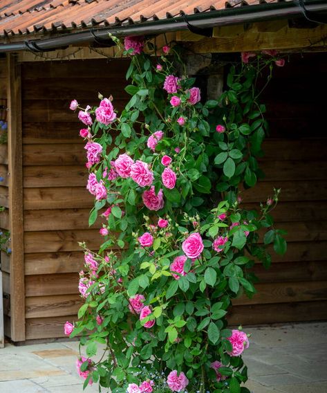 Climbing and Rambling Roses in Pots Rambling Roses Ideas, Climbing Rose In Pot, Climbing Roses In Containers, Potted Climbing Roses, Climbing Roses In Pots, Roses In Pots, New Dawn Climbing Rose, The English Roses, Cottage Garden Roses