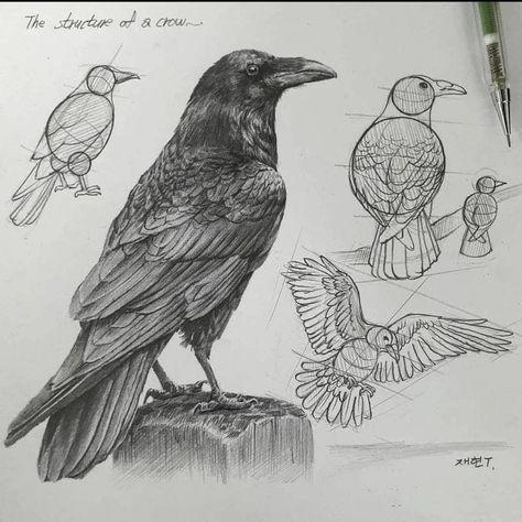 Crows Drawing, Structural Drawing, Arte Peculiar, Bird Sketch, Animal Study, Animal Sketches, Caravaggio, Bird Drawings, Korean Artist