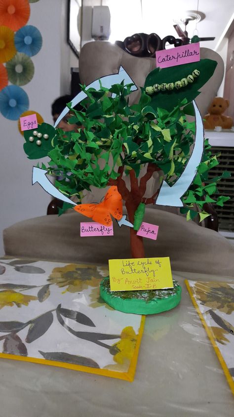 Life cycle of butterfly 🦋 on a tree Butterfly Model School Project, Butterfly Life Cycle Project, Cycle Of Butterfly, Butterfly Pupa, Butterfly Project, Model School, Butterfly Life Cycle, Icon Gif, Life Cycle