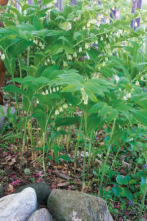 Solomon's Seal House Uk, Shade Garden Plants, Woodland Plants, Easy Plants To Grow, Solomons Seal, Shade Perennials, Backyard Lighting, Have Inspiration, Woodland Garden