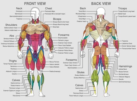 All Body Muscles Name, Muscle Chart Workout, Body Muscles Names Gym, Bodybuilder Anatomy Reference, Muscle Names Anatomy, Muscles Of The Body Human Anatomy, Full Body Muscles Anatomy, Body Muscles Anatomy Drawings, Muscle Diagram Anatomy