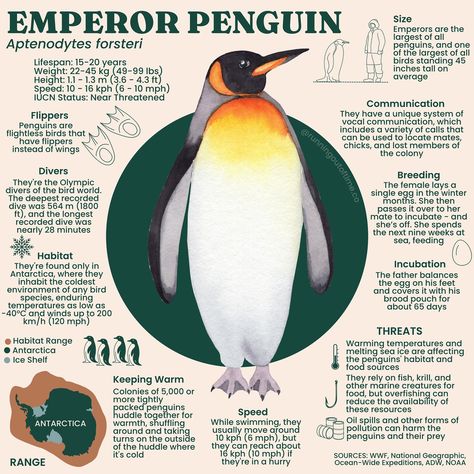 Learn something new about the coolest birds on earth — literally❄️ Emperor penguins are the largest of their kind, surviving Antartica’s extreme conditions where temps drop to -60°C (-76°F)! Check out the rest of these fun facts to discover how these flightless birds thrive in the coldest place on the planet!🐧 #emperorpenguin #penguins #speciesspotlight #wildlifeconservation #wildlifeeducation #conservation #naturelover Preschool Subjects, Wildlife Infographic, Nature Infographic, Penguin Poster, Penguin Facts, Penguin Day, Wildlife Facts, Wildlife Poster, Emperor Penguins