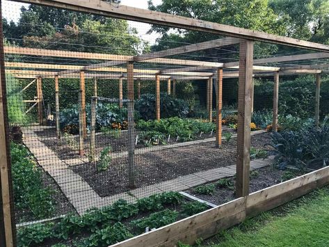 Veggie Garden Inclosed, Fenced Garden With Greenhouse, Possum Proof Vegetable Garden, Vegetable Garden Enclosure, Fully Enclosed Vegetable Garden, Enclosed Orchard, Berry Enclosure, Covered Vegetable Garden, Flower Bed Fence Ideas