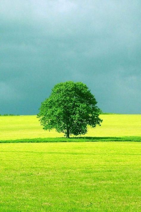 Green Nature Wallpaper, Beautiful Landscape Photography, Lone Tree, Landscape Photography Nature, Wallpaper Nature Flowers, 수채화 그림, Tree Photography, Beautiful Places On Earth, Tree Wallpaper