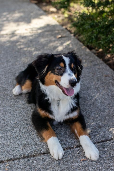 Pet of the week: Masala, a blanket-loving miniature Australian shepherd | The Student Life Australian Shepherd Black, Mini Australian Shepherd, Toy Australian Shepherd, Field House, Miniature Australian Shepherd, Every Dog Breed, American Shepherd, Aussie Shepherd, Pet Paradise