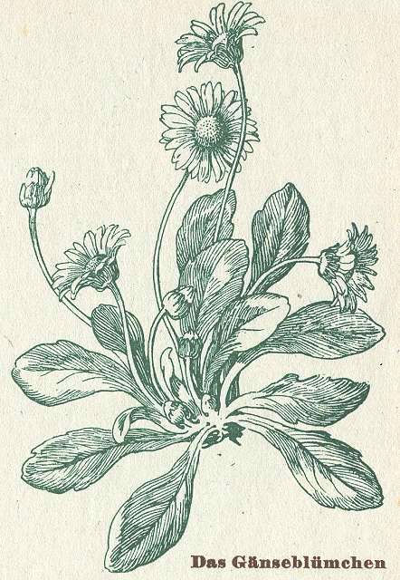 Botanical Ink Drawing, Botanical Flower Illustration, Vintage Flower Illustration, Vintage Plant Drawing, Botanical Engraving Illustration, Daisies Tattoo, Botanical Drawing, Flower Scientific Illustration, Old Flower Illustration