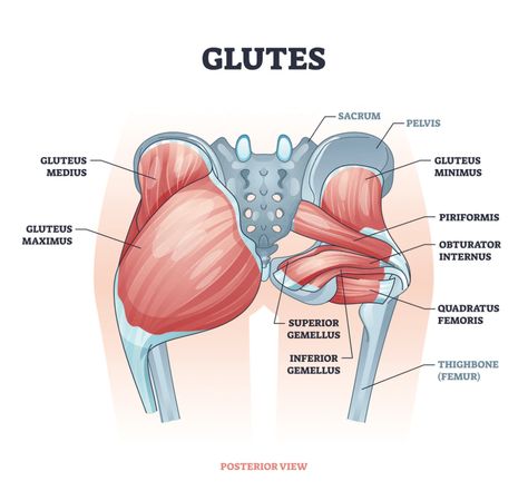 How To Massage Glutes, Side Lunges For Glutes, Glute Muscles Anatomy, Glute Muscles Anatomy Exercise, Gluteus Minimus Exercises, Upper Glute Exercises, Body Muscle Anatomy, Lunge Variations, Glute Muscles