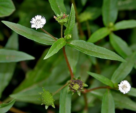 கரிசலாங்கண்ணி Kebun Herbal, Herbal Leaves, Ayurvedic Plants, Ayurvedic Hair Oil, Help Hair Growth, Tanaman Indoor, Magia Das Ervas, Ayurvedic Hair, Ayurvedic Remedies