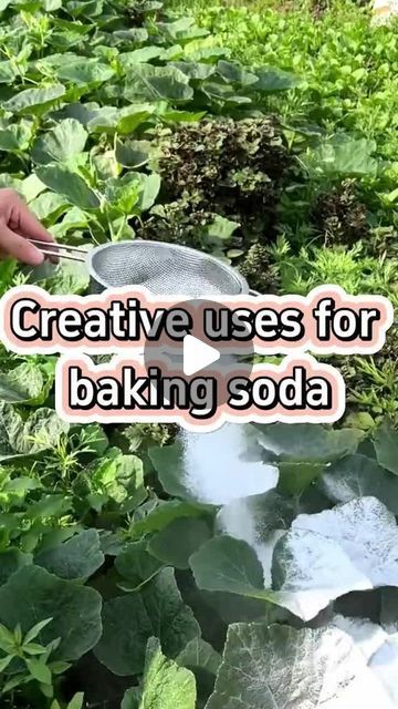 The Gardener on Instagram: ""Baking Soda Hacks for Gardening"  #bakingsoda #gardeninghacks #plants #soilamendment #naturalfertilizer #greenthumb #sustainability #organicgardening #plantcare #gardeningtips by  gardensmania" Sourdough Naan, Baking Soda Hacks, Thyroid Hair, Uses For Baking Soda, Garden Hacks Diy, Vegetable Garden Planner, Garden Remedies, Planting Tips, Small Vegetable Gardens