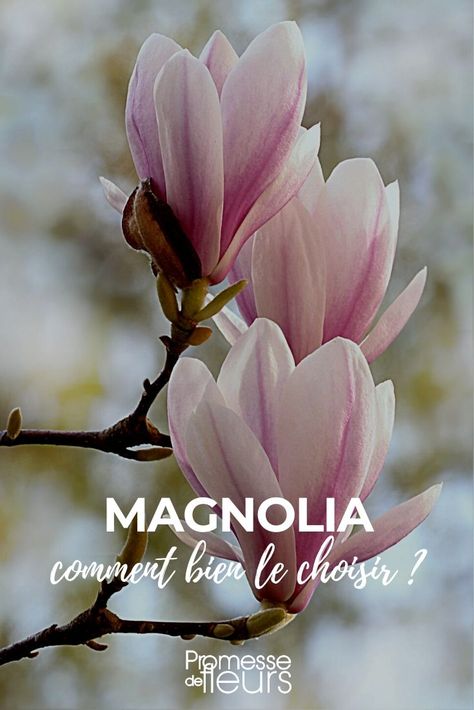 Reference Flower, Paper Magnolia, Magnolia Gardens, Dream Yard, Garden Types, Aesthetic Desktop Wallpaper, Magnolia Flower, Sugar Flowers, Flower Photos