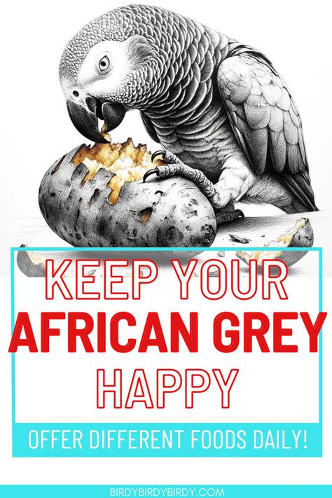 An african grey eating a potato with the text Keep African Greys Happy by Offering a Variety of Foods African Grey Parrot Toys, Parrot Chop, African Grey Toys, Cockatiel Care, Parrot Diet, Congo African Grey, Bird Room, Cook Potatoes, Bird Ideas