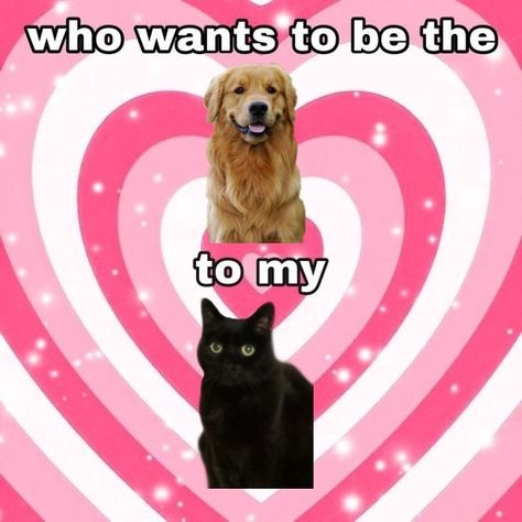 Golden Retriever And Black Cat Dynamic, Black Cat X Black Cat Relationship, Golden Retriever Boyfriend X Black Cat Girlfriend Pfp, Golden Retriever X Black Cat Ship Dynamic, Black Cat Girl And Golden Retriever Boy, Golden Retriever Bf And Black Cat Bf, Black Cat X Golden Retriever Dynamic, Black Cat Boyfriend Aesthetic, Golden Retriever Boyfriend And Black Cat