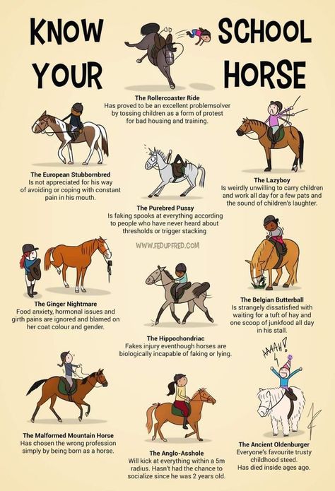 Cant Stop Laughing, Horse Quotes Funny, Horse Behavior, Horse Braiding, Horse Jokes, Horse Information, Horse Facts, Horse Care Tips, Cute Horse Pictures