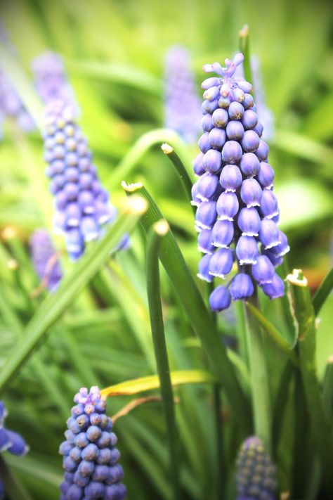 Hyacinth Flower, Grape Hyacinth, Purple Hyacinth, The Flowers, So Excited, Grapes, Purple, Flowers, Green