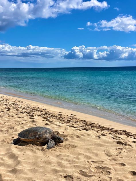 Oahu Hawaii beach day Turtle Beach Hawaii, Oahu Hawaii Beaches, Hawaii Vision Board, Oahu Aesthetic, Hawaii Beach Aesthetic, Beach Moodboard, Beaches In Hawaii, Waikiki Hawaii Beach, Hawaii Lifestyle