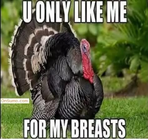 40+ Funny Happy Thanksgiving Day Memes 2020 - Guide 4 Moms Funny Happy Thanksgiving Images, Funny Turkey Pictures, Happy Thanksgiving Memes, Funny Thanksgiving Pictures, Funny Thanksgiving Memes, Thanksgiving Meme, Happy Thanksgiving Funny, Happy Thanksgiving Pictures, Thanksgiving Quotes Funny