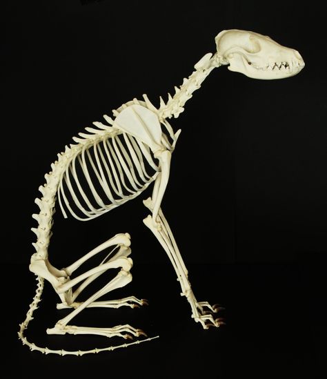 Fox Skeleton 1 | Noel Batten | Flickr Fox Skeleton, Fox Anatomy, Fox Bones, Animal Skeleton, Fox Skull, Anatomy Bones, Skeleton Drawings, Dog Anatomy, Cat Anatomy