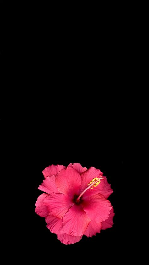 Hibiscus 🌺 Pink Flowers Wallpaper, Dark Floral, Hibiscus Flowers, Flower Wallpaper, Dark Pink, Hibiscus, Cute Wallpapers, Fondos De Pantalla, Pink Flowers