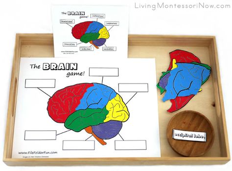 Tray with Parts of the Brain Puzzle and Labeling Preschool Body Theme, Brain Breaks Elementary, Growth Mindset Book, Brain Puzzle, Parts Of The Brain, Brain Craft, Human Body Activities, Teaching Shapes, Nursing Mnemonics