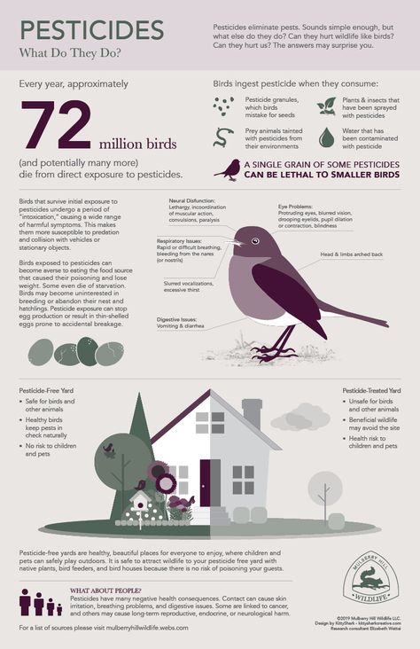 This infographic looks closely at the effect of pesticides of birds and how that might effect other wildlife. Even pets and humans can be effected. Minimal Infographic, Brand Collateral, Bird Strike, Bird Netting, Collateral Design, Plant Diseases, Logo Creation, Adobe Creative Cloud, Local Produce