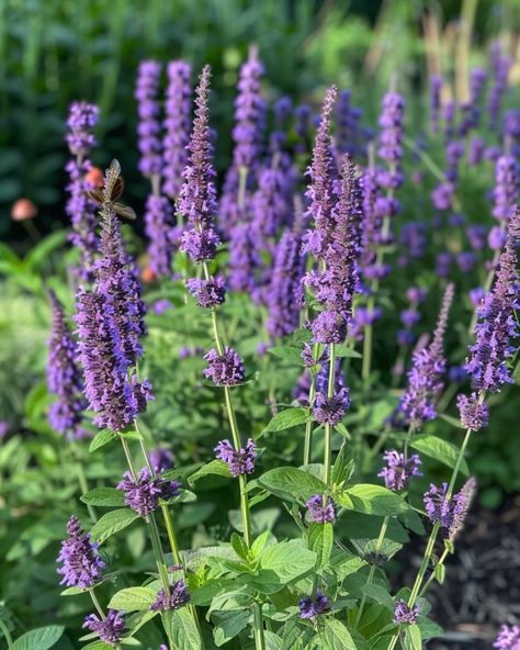 8 reasons why every gardener must grow anise hyssop Anise Hyssop, Deer Resistant Plants, Low Maintenance Garden, Healthy Garden, Wildflower Garden, Hardy Plants, Flower Display, Flower Border, Garden Layout