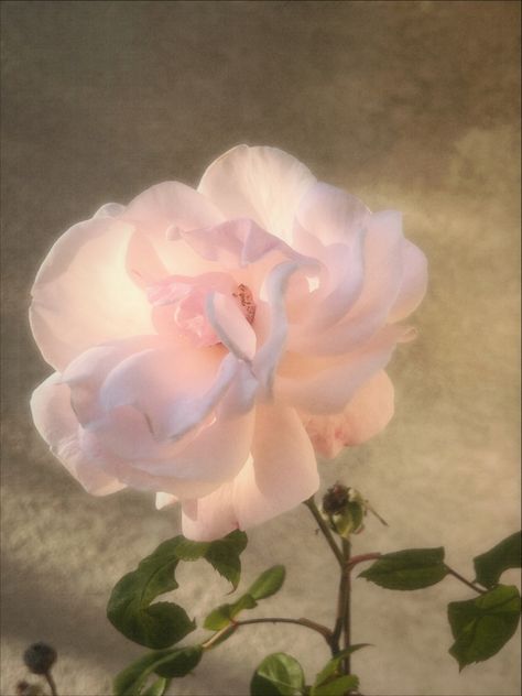 pink rose aesthetic Pale Rose Aesthetic, Misty Rose Aesthetic, Ethereal Pink Aesthetic, Muted Pink Aesthetic, Pink Fantasy Aesthetic, Pale Pink Aesthetic, Rose Pink Aesthetic, Pink Rose Aesthetic, Pink Roses Aesthetic