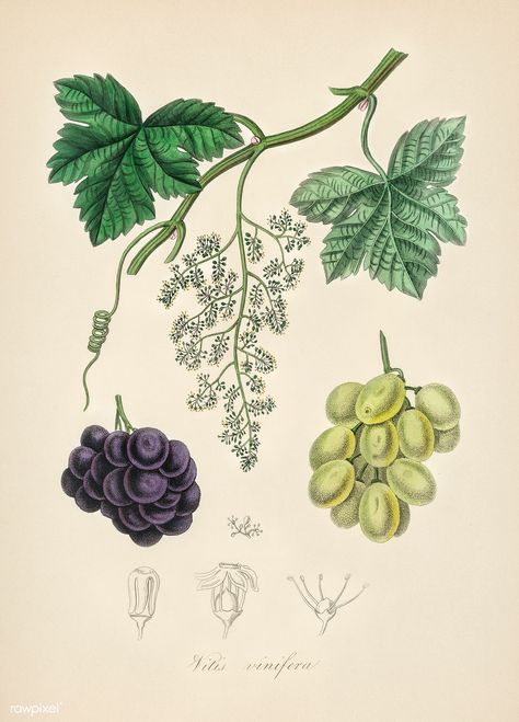 Grape Vine Plant, Vine Drawing, Grape Plant, Watercolor Monogram, Vine Tattoos, Free Illustration Images, Plant Tattoo, Cocktail Art, Vintage Botanical Prints