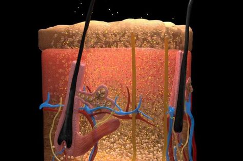 Illustration of skin tissues rendered transparent following saturation by FD & C Yellow 5. Credit: Keyi "Onyx" Li/U.S. National Science Foundation Semiconductor Manufacturing, Muscle Protein, Materials Science, Skin Tissue, Visible Light, Nanotechnology, Blood Vessels, The Body, Onyx