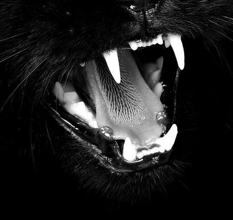 black Teeth A Black Cat, In The Dark, A Black, Black Cat, Black