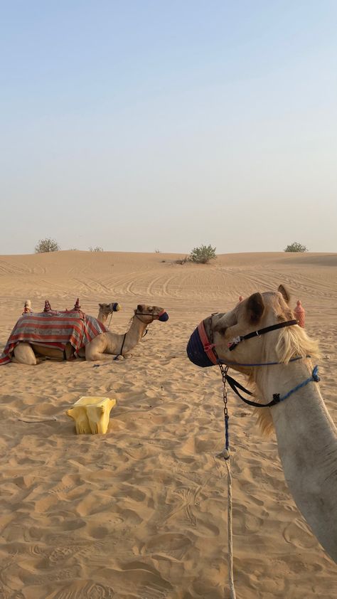 Honeymoon In Dubai, Sand Boarding, Safari Activities, Quad Biking, Dubai Safari, Dubai Desert Safari, Desert Aesthetic, Desert Safari Dubai, Dubai Holidays