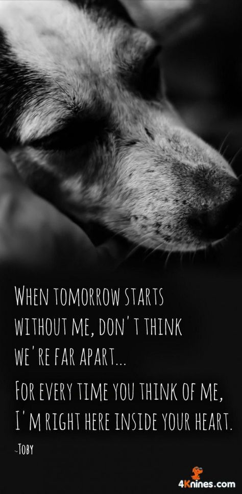 When Tomorrow Starts, Miss My Dog, Dog Poems, Puppy Heaven, Dog Quotes Love, Pet Remembrance, Golden Boy, September 7, April 4