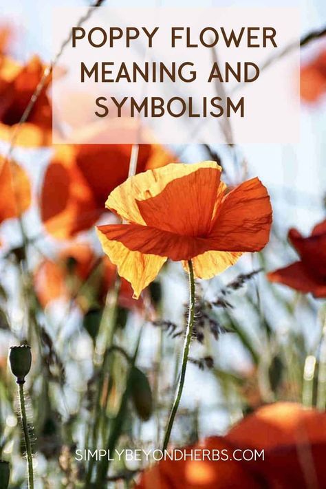 Join me in unraveling the mysteries of poppy flower meaning and symbolism. Why are red poppy flowers a timeless symbol of remembrance, and why do we wear them on Memorial Day? Poppy Flower Meaning, Poppy Symbolism, Image Zen, Poppy Images, Medicinal Herbs Garden, Edible Seeds, Flower Symbol, Red Plants, Climate Justice