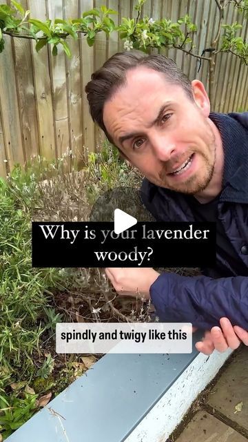 Michael Griffiths on Instagram: "Why is my lavender spindly and woody? Lavender can last 10-15 years but they will become progressively more woody as the plant matures. If you don’t prune your lavender every year, the rate at which the Lavenders becomes woody will increase. Pruning in the right way at the right time will slow down the rate at which lavender becomes woody, will improve blooms and extends its life. If it’s time to replace your lavender there are a couple of things to consider, checking that the new plant is isn’t already twiggy.  Second choose a variety that’s right for your area - i like frost hardy variety’s like lavender hidcote." Hidcote Lavender, Lavender Pruning, Lavender Hidcote, Cut Flower Garden, Right Time, The Plant, Cut Flowers, Slow Down, Gardening Tips