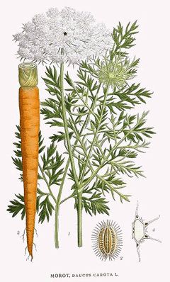 Carrot seed oil. Daucus carota. Sedative; Depurative for the skin (a great revitaliser for dull, aged and tired skin) , for lymphatic system, for digestive system, musculoskeletal  system (example: for conditions like gout where there's deposit on the joint), diuretic, hepatic (regenerator of liver cells); antispasmodic (relaxes uterus, not to be used during labour or pregnancy). Vintage Vegetables, Indian Medicine, How To Plant Carrots, Wild Carrot, Botanisk Illustration, Daucus Carota, Crow's Nest, Illustration Botanique, Botanical Illustrations