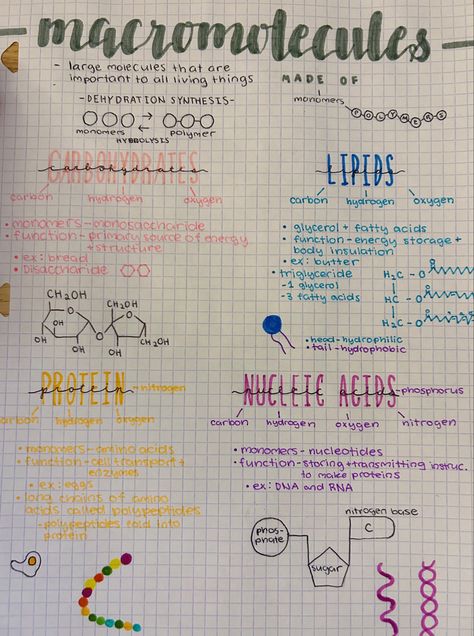 Biology Notes Properties Of Water, Biology Carbohydrates Notes, Biology Notes Macromolecules, Bacteria Notes Aesthetic, Monomers And Polymers, Lipids Notes Biology, Carbohydrates Notes Biology, Life Processes Biology Notes Class 10 Aesthetic, Dna Notes Aesthetic