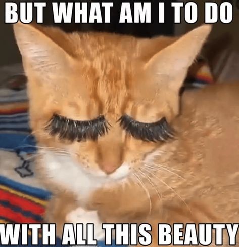 Cool Cat Memes of Fab Felines That Definitely Pass the Vibe Check - I Can Has Cheezburger? Funny Cat Captions, Pass The Vibe Check, Excited Cat, Stil Emo, Funny Looking Cats, Cute Cat Memes, Ugly Cat, Vibe Check, Silly Cats Pictures