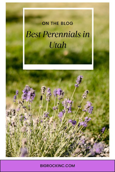 We’re here to help you know what works best in Utah’s climate, and we will even share our favorite perennials to transform your landscaping. Utah Native Landscaping, Utah Landscaping Ideas, Landscaping With Perennials, Utah Native Plants, Utah Landscaping, Utah Garden, Waterwise Landscaping, Native Plant Landscape, Lavender Bush