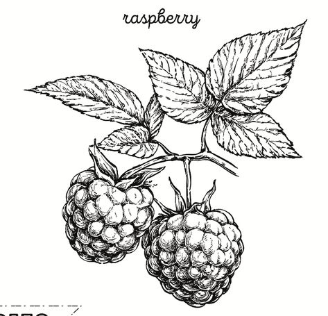 Raspberry Plant Drawing, Blackberry Illustration Vintage, Raspberry Botanical Illustration, Raspberry Stamp Tattoo, Raspberry Tattoo Design, Raspberry Plant Tattoo, Wild Raspberry Tattoo, Black Raspberry Tattoo, Blackberries Drawing