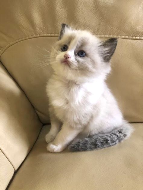 Balinese Kittens, Gato Ragdoll, Ragdoll Kittens, Munchkin Cat, Siamese Kittens, Ragdoll Kitten, Ragdoll Cat, Cat Aesthetic