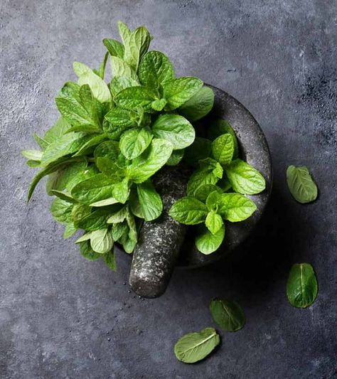 10 Easy Ways To Use Mint Leaves To Get Rid Of Acne Scars Mint Leaves Benefits, Apple Cider Vinegar Acne, Forehead Acne, Home Remedies For Skin, Itching Skin, Get Rid Of Acne, Rid Of Acne, Types Of Acne, Acne Causes