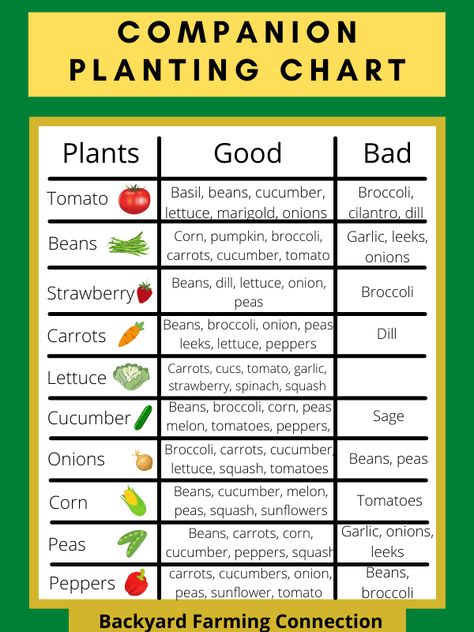 Companion Planting Layout, Tomato Companion Plants, Companion Planting Chart, Companion Planting Vegetables, Companion Gardening, Garden Companion Planting, When To Plant Vegetables, Vegetable Garden Planner, Tattoo Plant