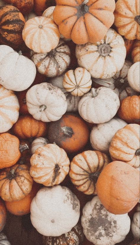 Cute Asthetic Wallpers Halloween, Thanksgiving Asethic Wallpaper, Beige Autumn Aesthetic, Aesthetic Pumpkin Wallpaper, Pumpkin Astethic Wallpaper, Orange Fall Aesthetic Wallpaper, Pumpkin Wallpaper Iphone, Fall Asthetic Wallpers Iphone, Fall Wallpaper Phone