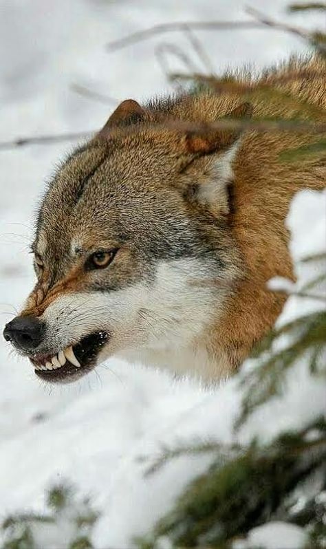 Wolf Side View, Wolf Growling, Snarling Wolf, Aggressive Animals, Angry Wolf, Angry Animals, Wolf Eyes, Angry Dog, Wolf Face