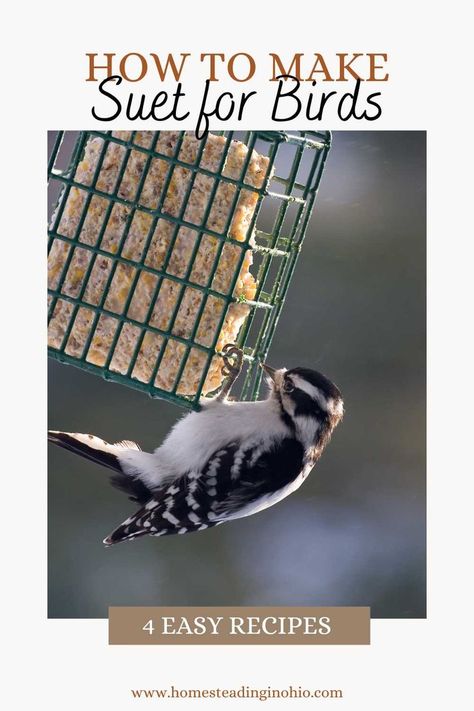 Woodpecker Feeder, Suet Recipe, Suet Bird Feeder, Bird Suet, Suet Cakes, Suet Feeder, Easy Bird, Bird Feeding Station, Homemade Bird Feeders