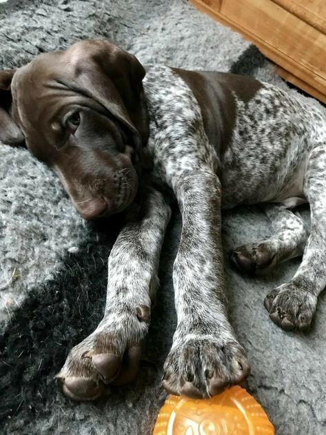 German Shorthaired Pointer Puppies, Gsp Dogs, Gsp Puppies, German Shorthaired Pointer Dog, Pointer Puppies, Photo Animaliere, German Shorthair, Shorthaired Pointer, Pointer Dog