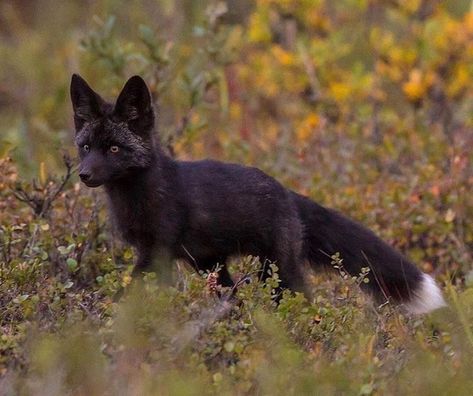 Wild silver fox. Fox Aesthetic, Fabulous Fox, Fox Pictures, Silver Foxes, Black Fox, Interesting Animals, Pet Fox, Pretty Animals, Fox Art