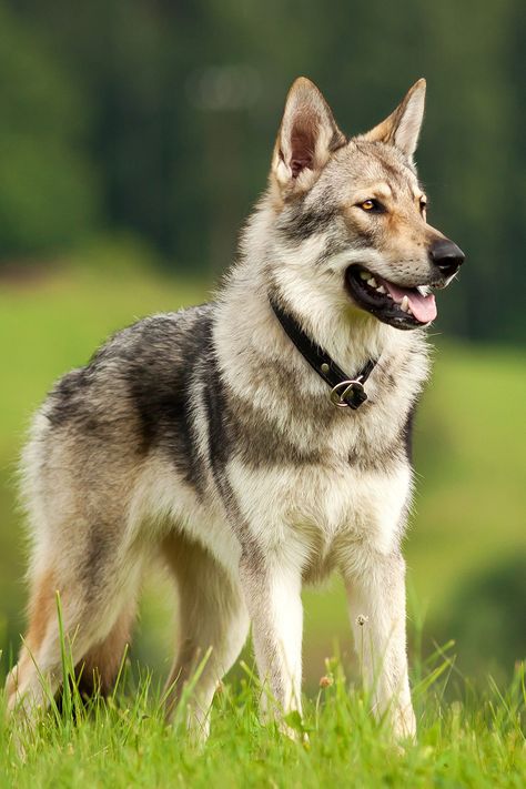 czechoslovakian wolfdog Wolf Dog Breeds, Tamaskan Dog, Wolf Dog Puppy, Wolfdog Hybrid, Ras Anjing, Czechoslovakian Wolfdog, Rare Dogs, Wolf Hybrid, Rare Dog Breeds