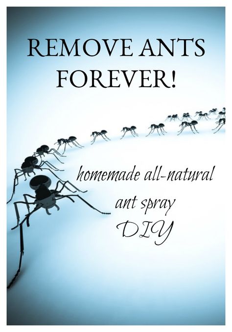 Home Remedies For Ants, The Ants Go Marching, Ant Killer Recipe, Homemade Ant Killer, Ants Go Marching, Ant Spray, Ant Repellent, Bug Spray Recipe, Ant Problem